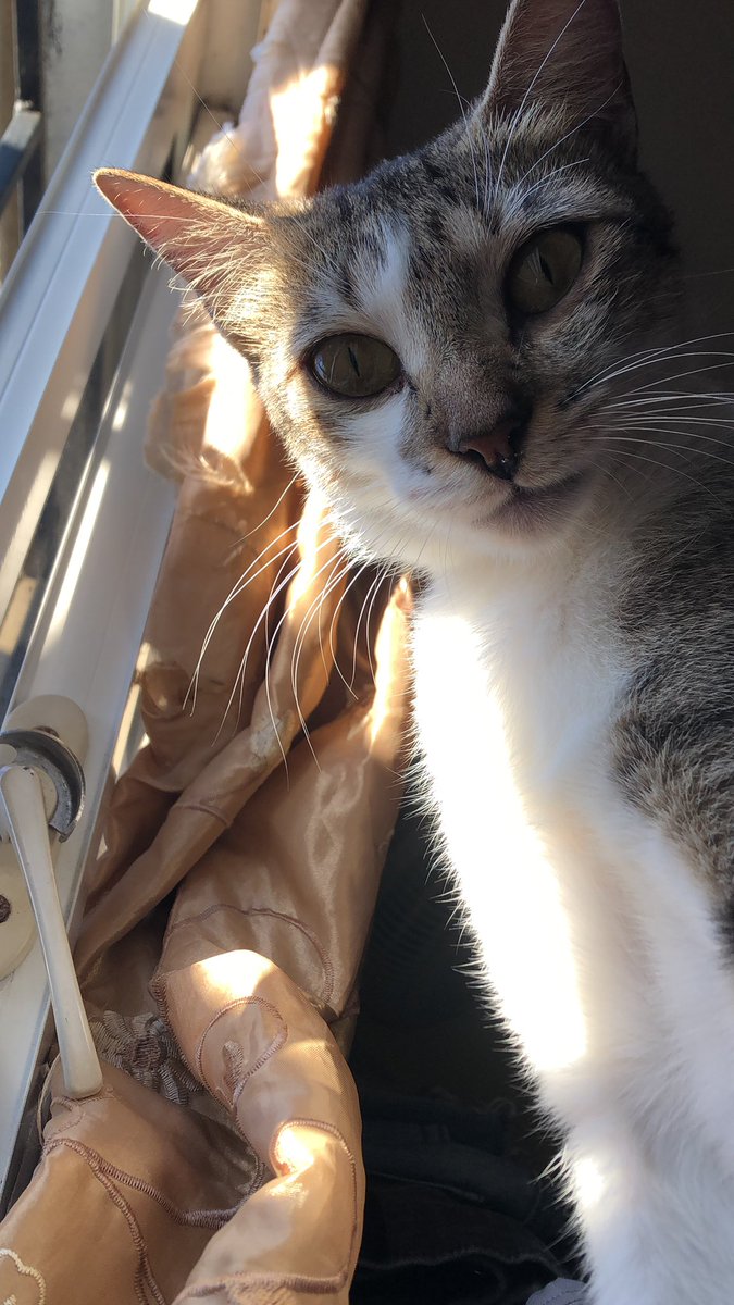 BooLilyt_'s tweet image. I HAVE THESE TWO BEAUTIFUL ONES😭