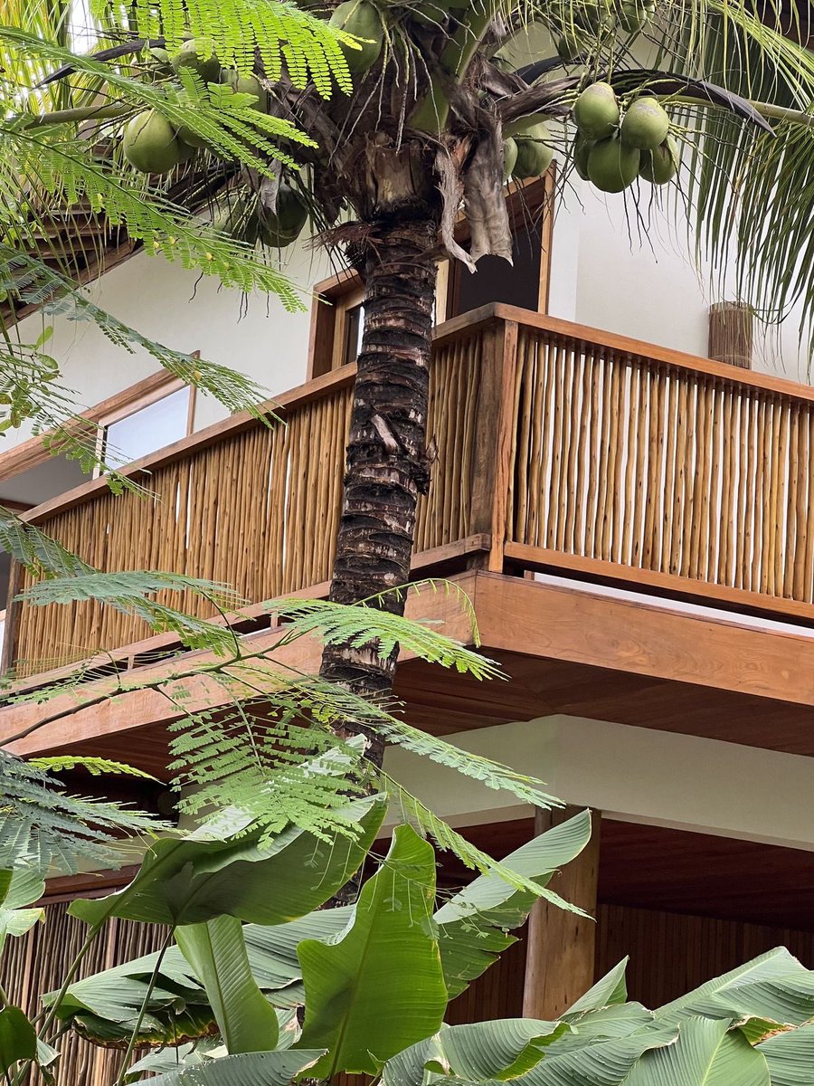 vangeorgh's tweet image. Explorations: building with bamboo on a coastal development 🌊🎋