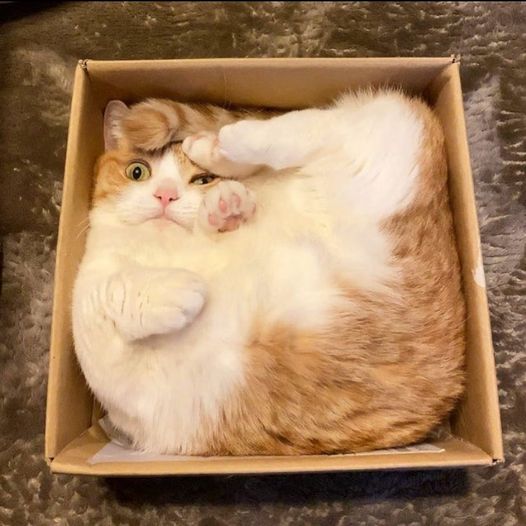 COMOSustain's tweet image. Follow these easy steps to properly break it down:
1. Remove cat.
2. Take your box and turn it upside down. Run a box cutter along the center bottom seam, slicing through the packing tape
3. Repeat this under the two flaps on each end of the box, freeing the tape at the edges
4.…
