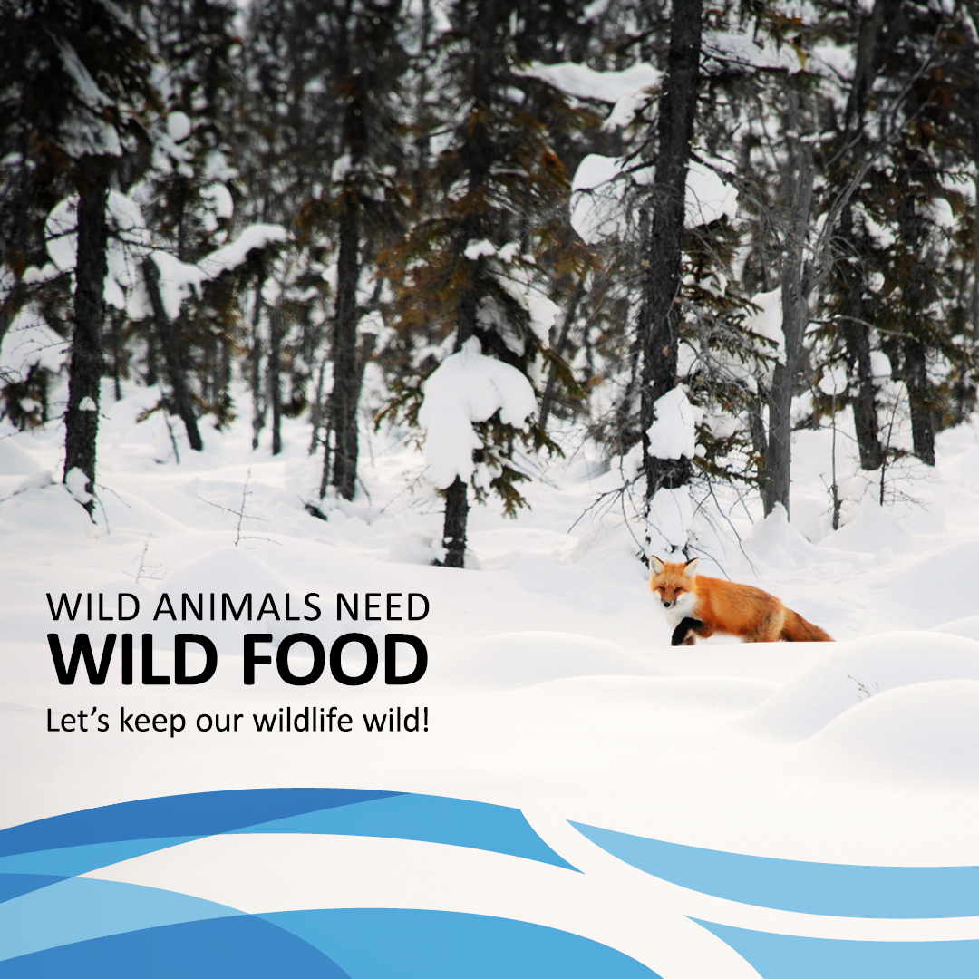 Habituation: When Wildlife Loses Fear of Humans. Feeding wildlife makes them approach people and populated areas, increasing the risk of interaction and conflicts between people and pets. For their safety, avoid interacting with wild animals. #ECC #KeepWildlifeSafe