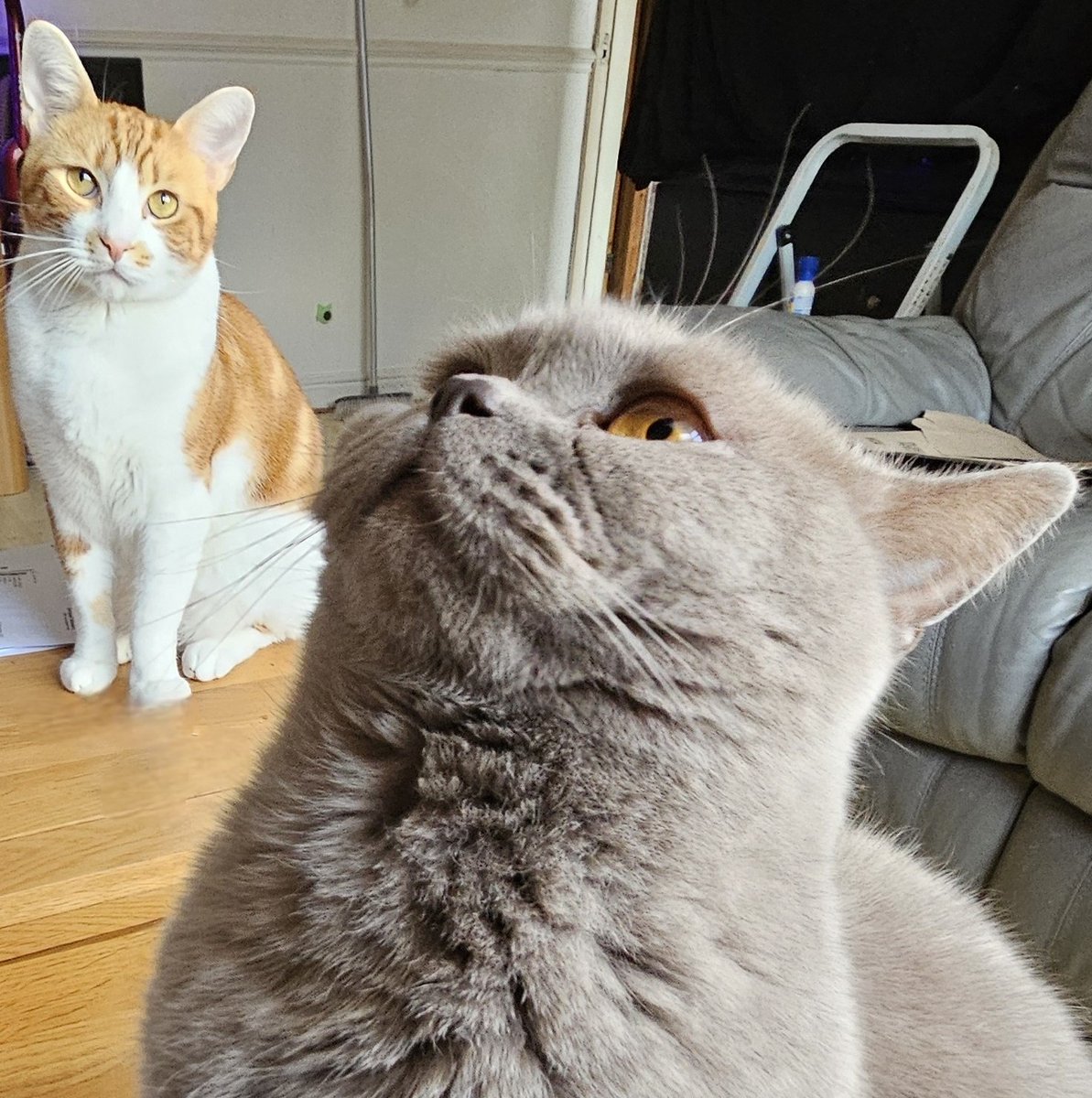 LilyRusty1's tweet image. 🐈‍⬛️😍💜 Goodnight to all my fur friends sweet dreams 💤 love from Lily 💜😍🐈‍⬛️

#CatsOfTwitter #CatsOnTwitter #Cat #cats #CatsAreFamily