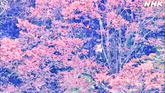 ivancp25's tweet photo. #AccidenteAéreo mortal de #CIRRUS #SR20 SG3 (JA102H) en #Hoshinomura, #Yame, #Fukuoka, en #Japón 🇯🇵. 3 ocupantes. Todos fallecidos. Eran 2 hombres de Kioto y 1 de Kobe. Despegaron desde el Aeropuerto de #Saga (HSG/RJFS). Se estrelló contra una zona montañosa. 3 muertos. 18-11-25 https://t.co/dOjgg2D3SY