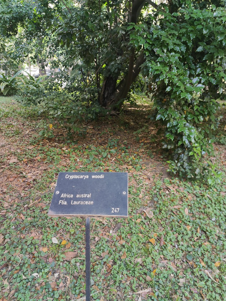 Even the plants are crypto friendly in BA <a href="/EFDevcon/">Ethereum Devcon</a>