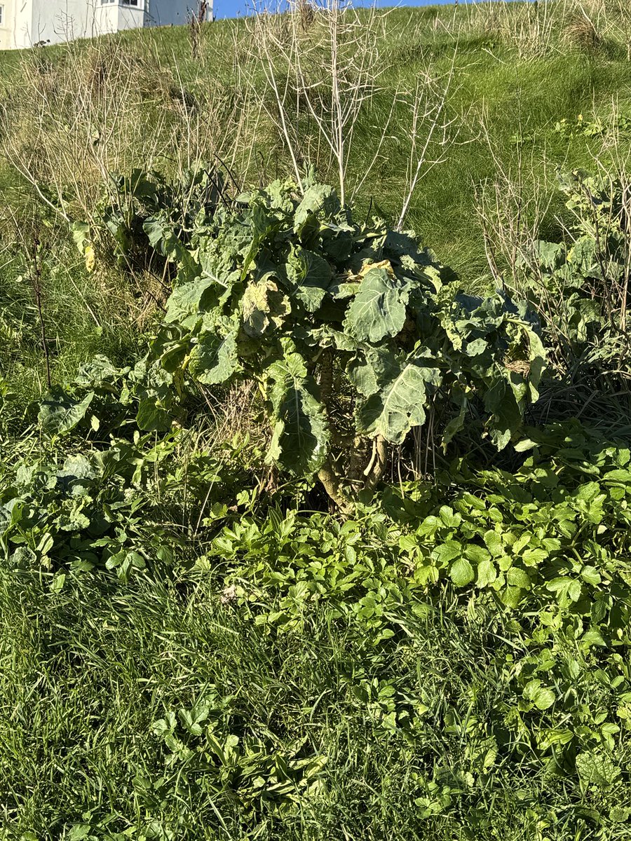 Barb_Drummond's tweet image. This is I think #WildCabbage in #Tenby. Probably a relic of sailing days when ships carried pickled #cabbage to combat #scurvy in #sailors