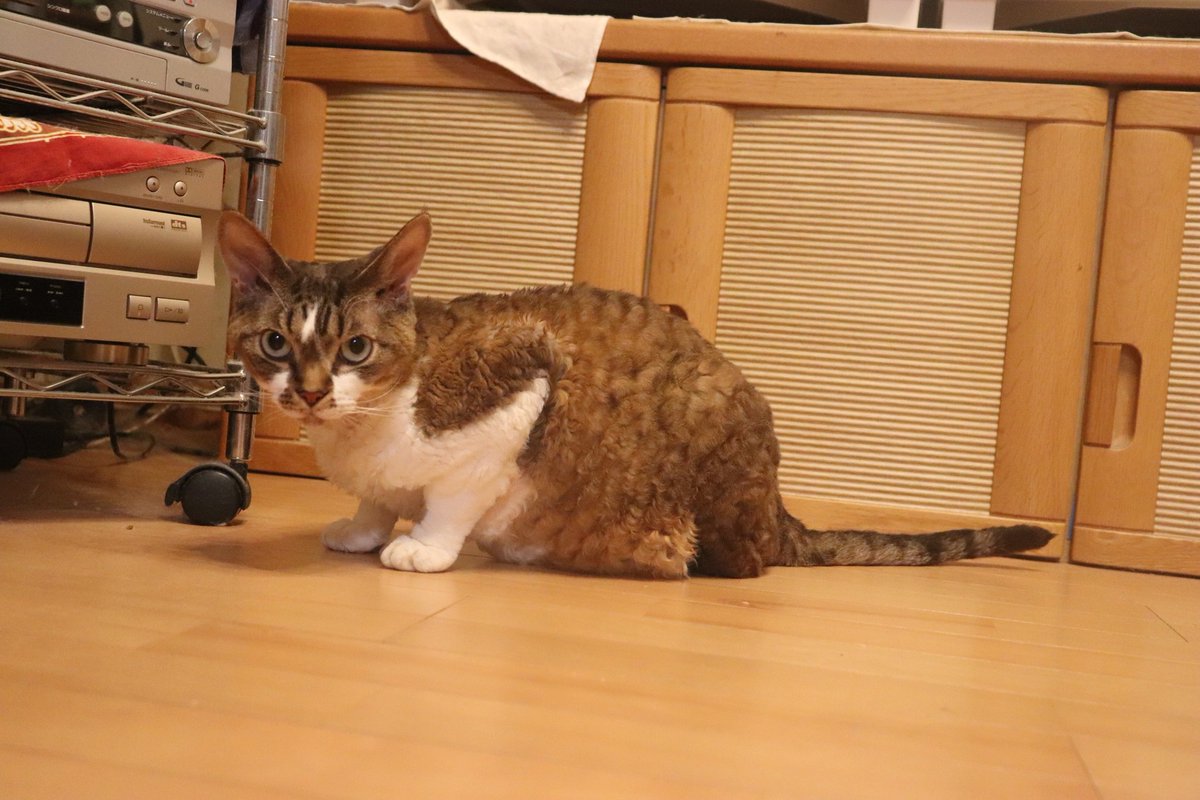 1Ja9w8wpHrbzSWm's tweet image. 2025年11月19日(水) 今日のチョコくん🐈‍⬛

おはようございます。
今朝も寒いですね。東京も最低気温5℃だそうです。真冬と変わらないですね。
チョコくん今朝もうろうろしています😸
暖かい場所を探しているチョコくんのショットを(^_^)
#devonrex #デボンレックス 
#yashika #snip #sakuraquiet