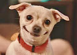 Per me vince a mani bassissime Ca’ Zen, poi il gadget  alla partenza é stata la perfetta conclusione del loro soggiorno in questa struttura #TuristiPerCase