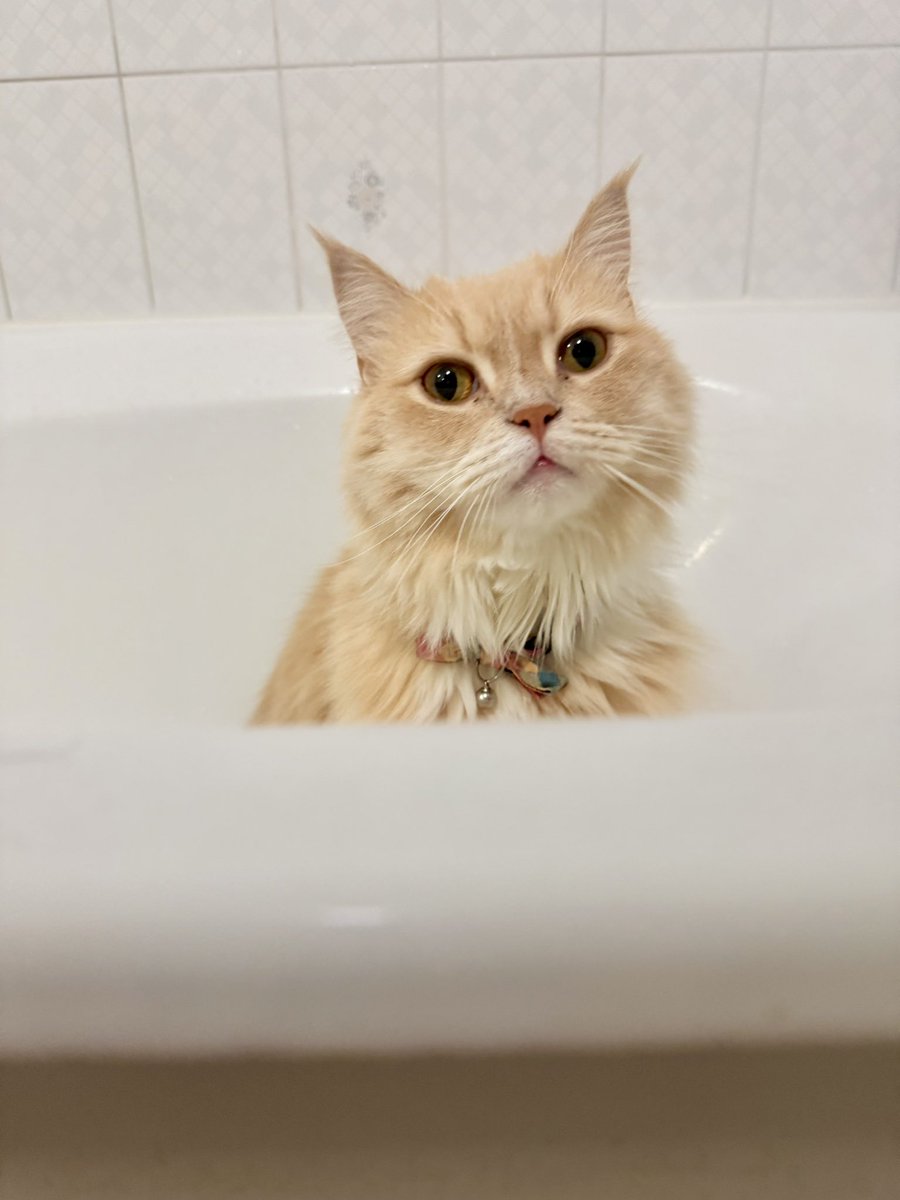 Jabberwockyii16's tweet image. お風呂に入る猫