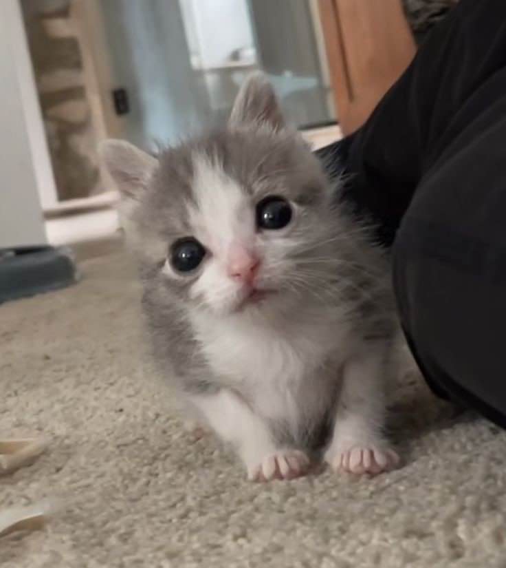 Catsillyness's tweet photo. smol https://t.co/BhaLBvum76
