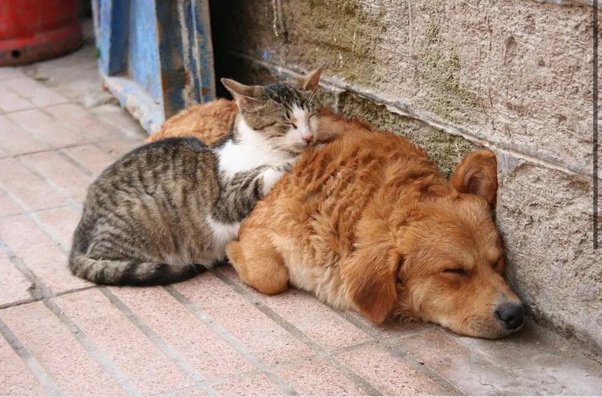 Bir kap su bir kap mama hayat kurtarır🙏🐾🌺 
#Besleyeceğim