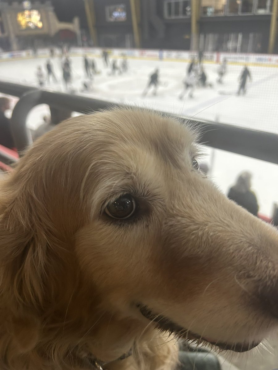 Goldie_Vegas's tweet photo. Home again, naturally. #quickstop #goKnightsgo #loveGoldie https://t.co/CEQwEvFS0m