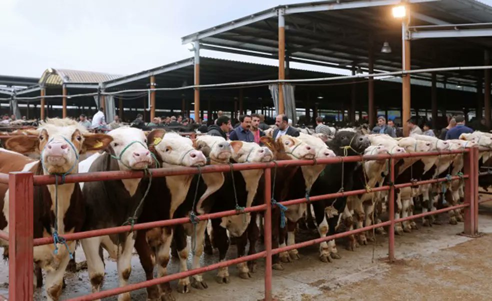 Van Canlı Hayvan Pazarı açıldı
gazetevan.com/haber/van-habe… 
#van #vanhaber