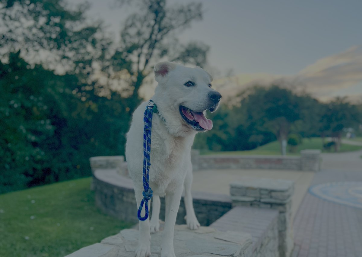 Tennzappa's tweet photo. Ludwig the Mayor of Muletown's November photo shoot posted for your approval @Brettdasovic #pccpets
I would submit other puppers if I had more pets but he is my ride or die canine. https://t.co/nXu8u4mqAq