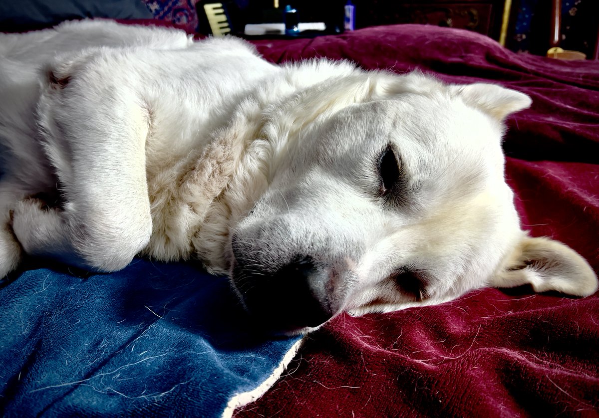Tennzappa's tweet photo. Ludwig the Mayor of Muletown's November photo shoot posted for your approval @Brettdasovic #pccpets
I would submit other puppers if I had more pets but he is my ride or die canine. https://t.co/nXu8u4mqAq