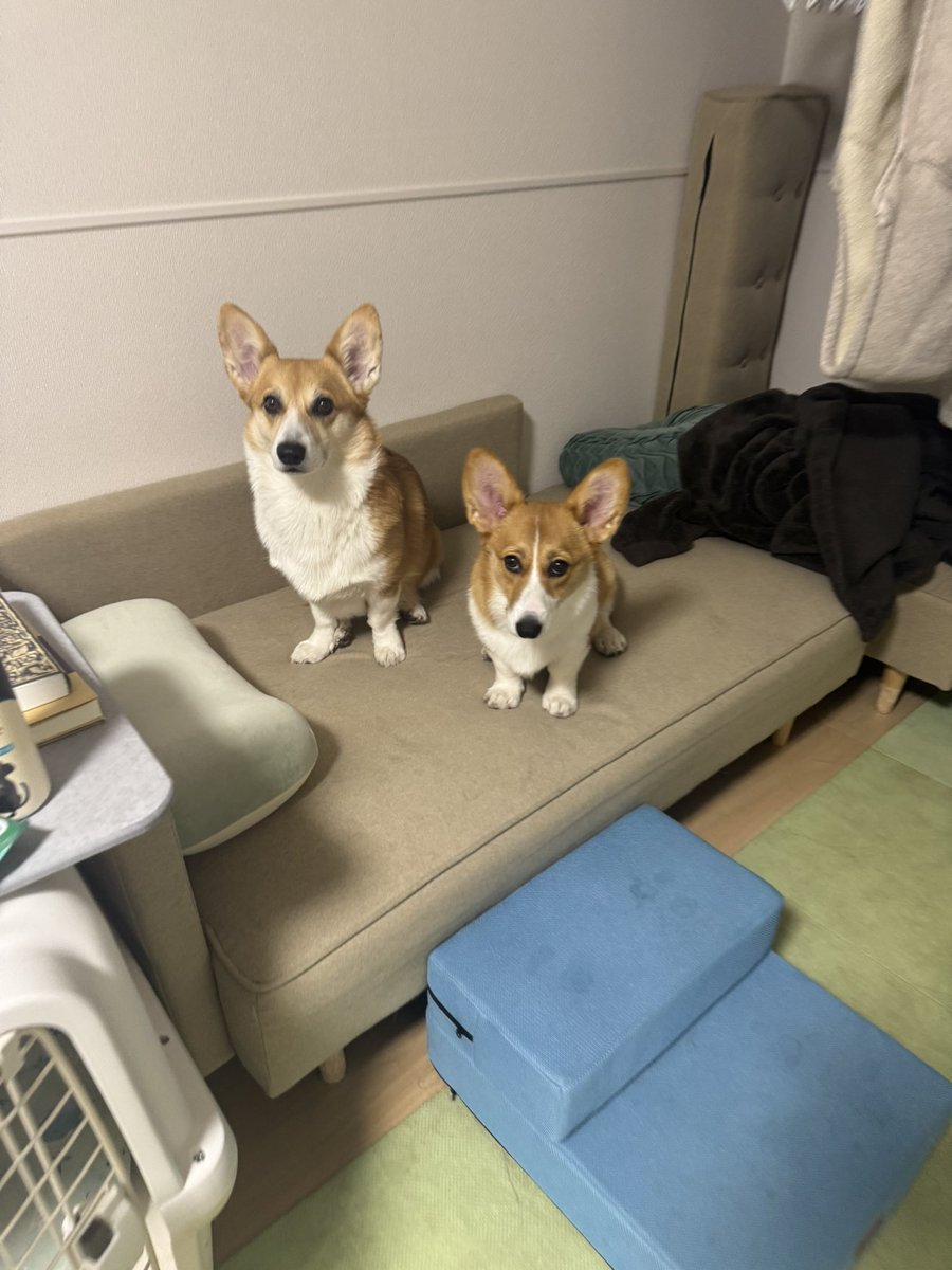 Nabi_and_Aru's tweet image. おはよお #コーギー #corgi