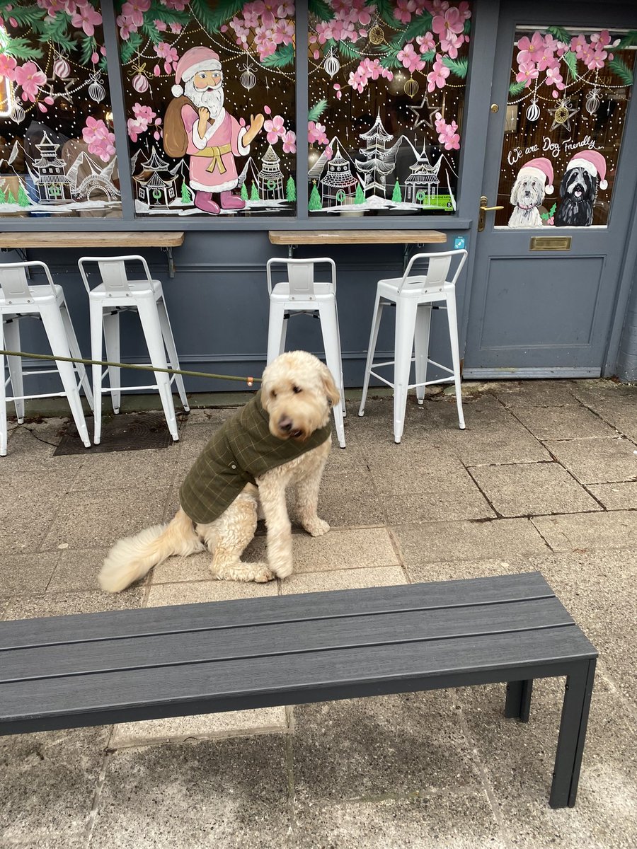 <a href="/DebraCcrypto/">Debbie</a> There you go AD. We visited our favourite Japanese restaurant so it was only right to dress for the occasion 🥰🐾