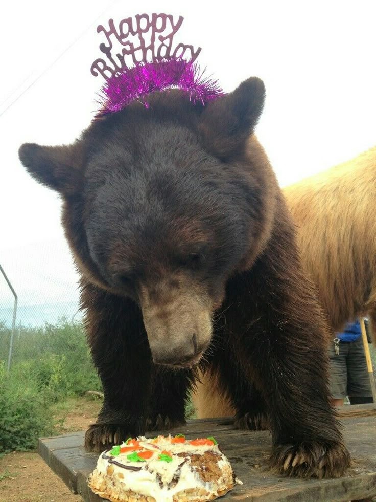 DailyBearPosts's tweet image. Me today. (It's my berfday)