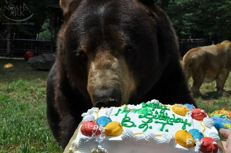 DailyBearPosts's tweet image. Me today. (It's my berfday)