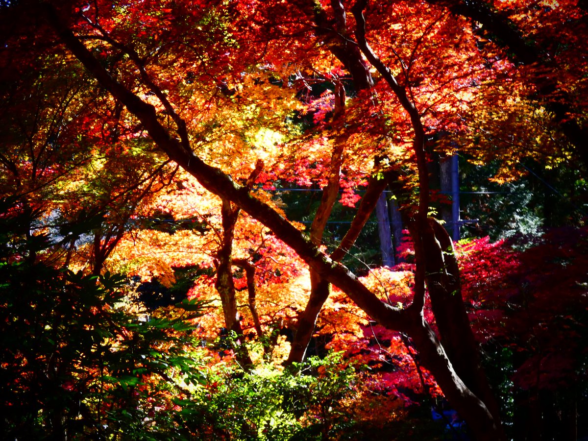 ハイジ (@haiji1010) / Posts / X