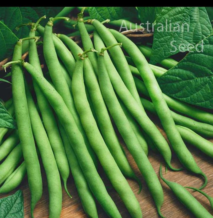 MANIRAFASHAAlb2's tweet photo. Orign of Beans (phaseulus vulgaris)originated in Central and South America, especially in regions like Mexico and Peru. They are among the oldest cultivated crops and have been a vital protein source for centuries.
#Beansfarming https://t.co/4pIpLrEi3U