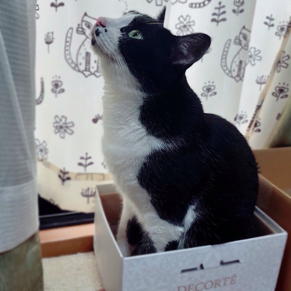 あれ 今日ビジュイイじゃん #猫好きさんと繋がりたい #猫 #ハチワレ