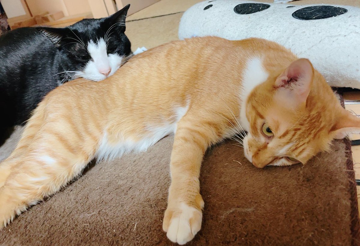 RT @kiki_kiyo_5nyan: ネコマクラで気持ちよさそうね☺️ #ねこ #ね