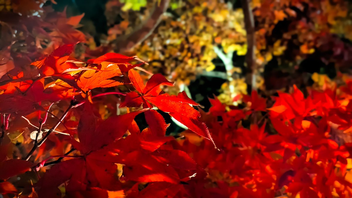 波紋、丁ず乱れ、満月満尺１ 祥太郎作 水本焼】先丸タコ引き 富士満月波紋 尺 白1 平鏡面仕上げ