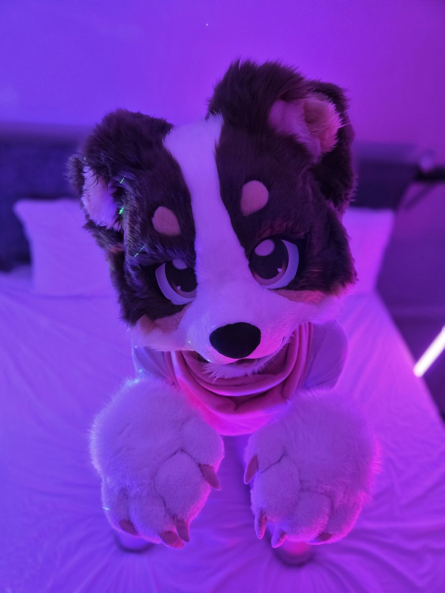 KindridFox's tweet photo. Bark bark woof woof https://t.co/nPCNjzEsDb