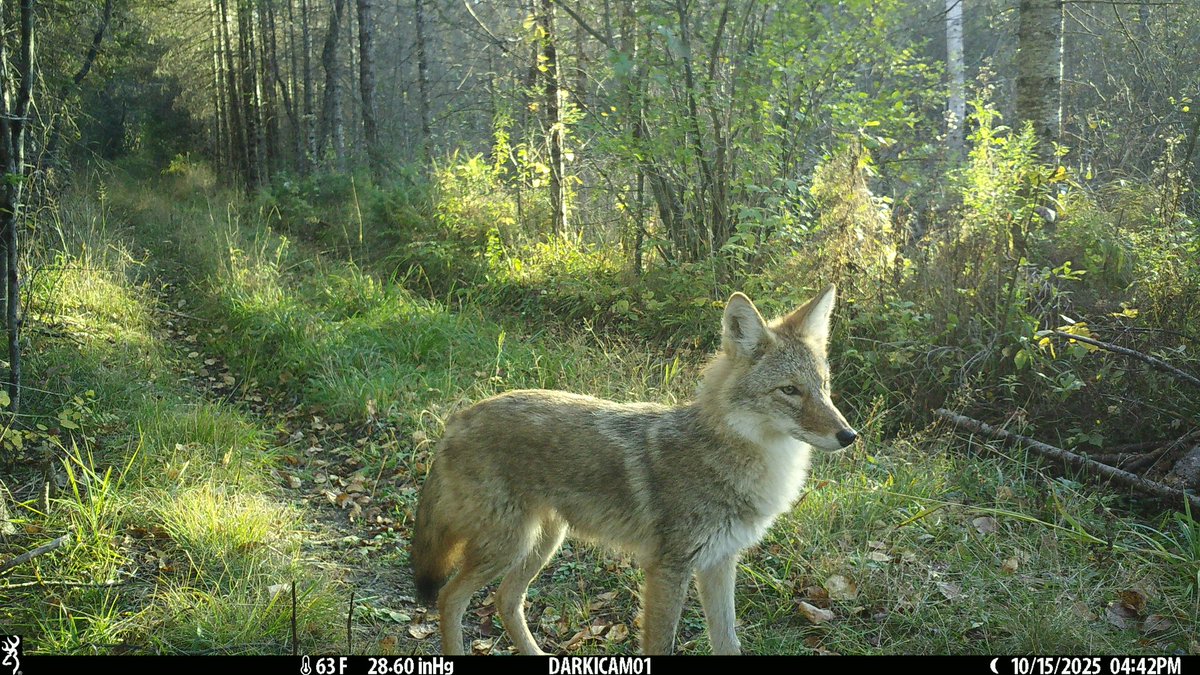 The #BrowningCameras don't lie...This coyote is a beauty! 

Image: Bill Ziegler, Dark Ops Pro DCL

#TrailCamTuesday #youvegottoseethis #trailcampics #coyote #gamecamera #wildlife #trailcams