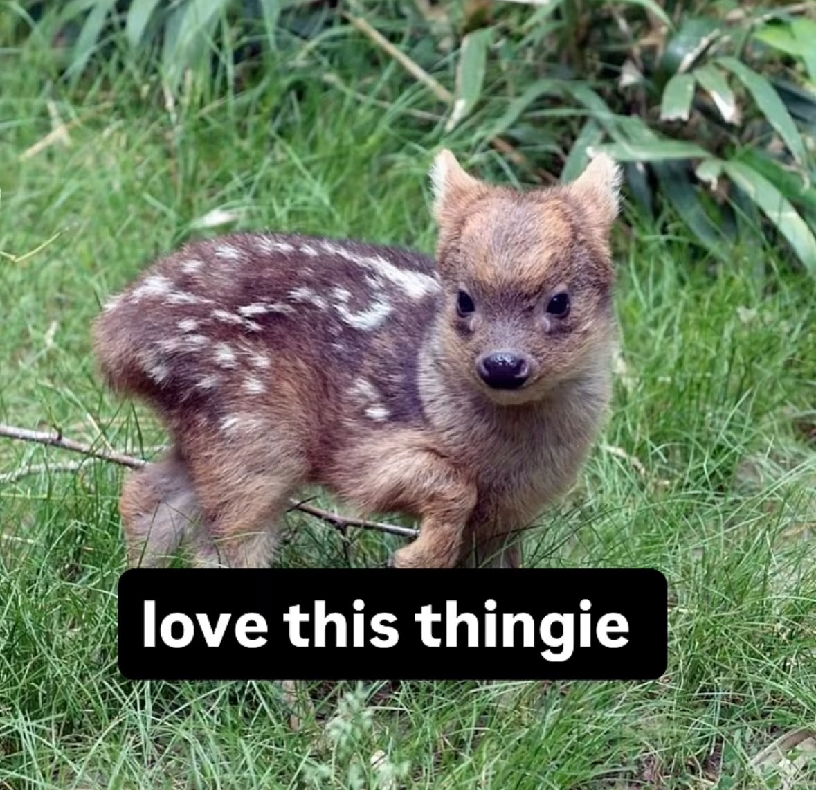 CocchiDeer's tweet image. 