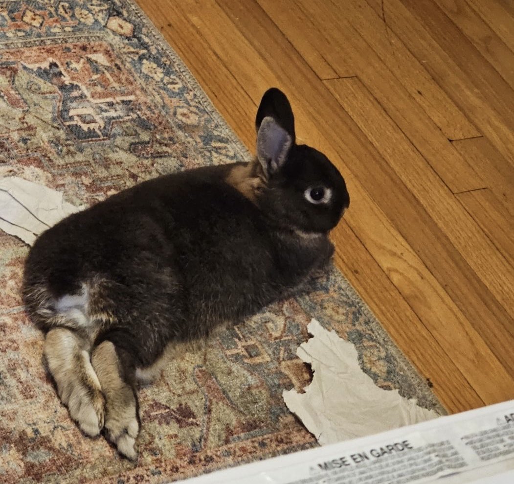 mango_teeth's tweet image. Muffin is so handsome and on one hand it hurts my heart because he would’ve been show quality with that gorgeous color if Bugs hadn’t confiscated his tail but on the other being a bob-tail bunny really suits him?