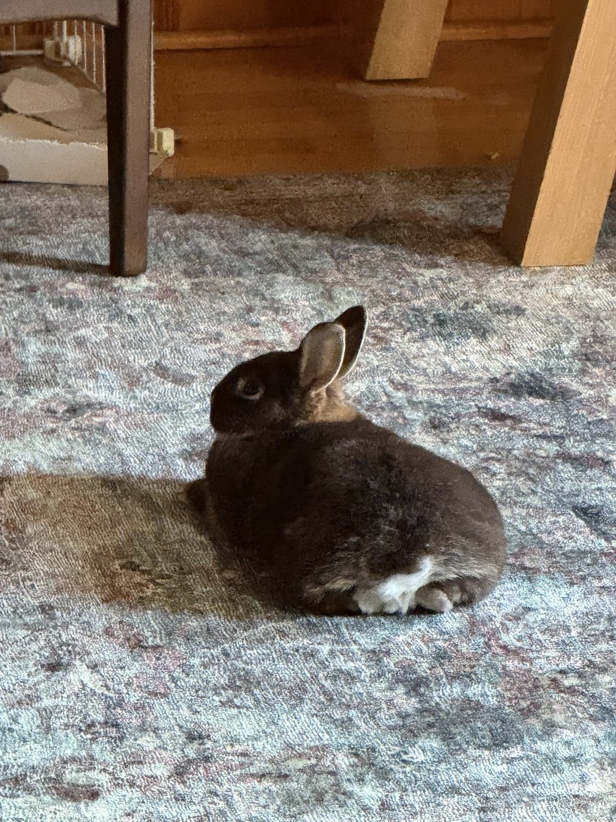 mango_teeth's tweet image. Muffin is so handsome and on one hand it hurts my heart because he would’ve been show quality with that gorgeous color if Bugs hadn’t confiscated his tail but on the other being a bob-tail bunny really suits him?