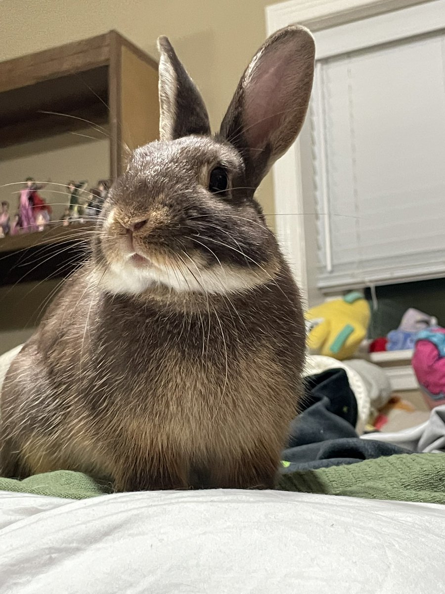 mango_teeth's tweet image. Muffin is so handsome and on one hand it hurts my heart because he would’ve been show quality with that gorgeous color if Bugs hadn’t confiscated his tail but on the other being a bob-tail bunny really suits him?