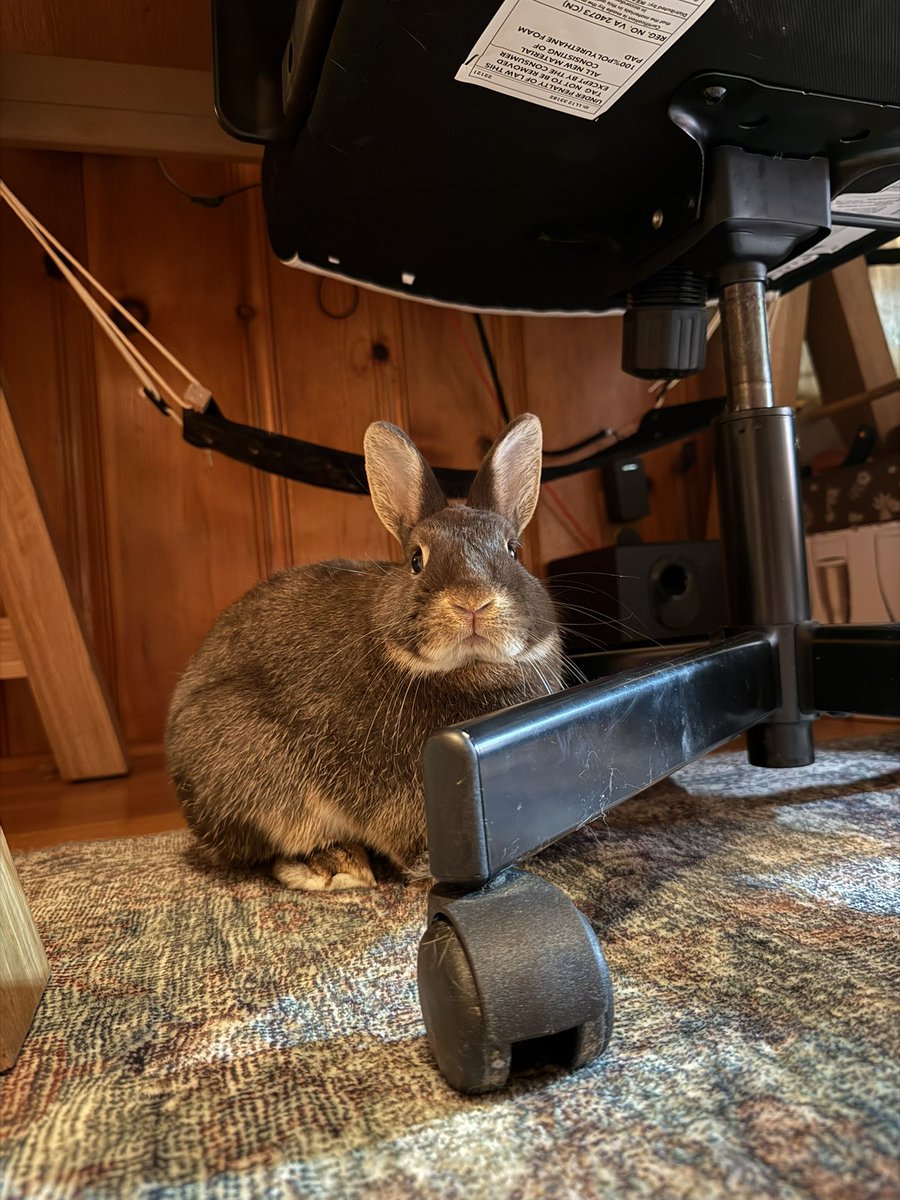 mango_teeth's tweet image. Muffin is so handsome and on one hand it hurts my heart because he would’ve been show quality with that gorgeous color if Bugs hadn’t confiscated his tail but on the other being a bob-tail bunny really suits him?