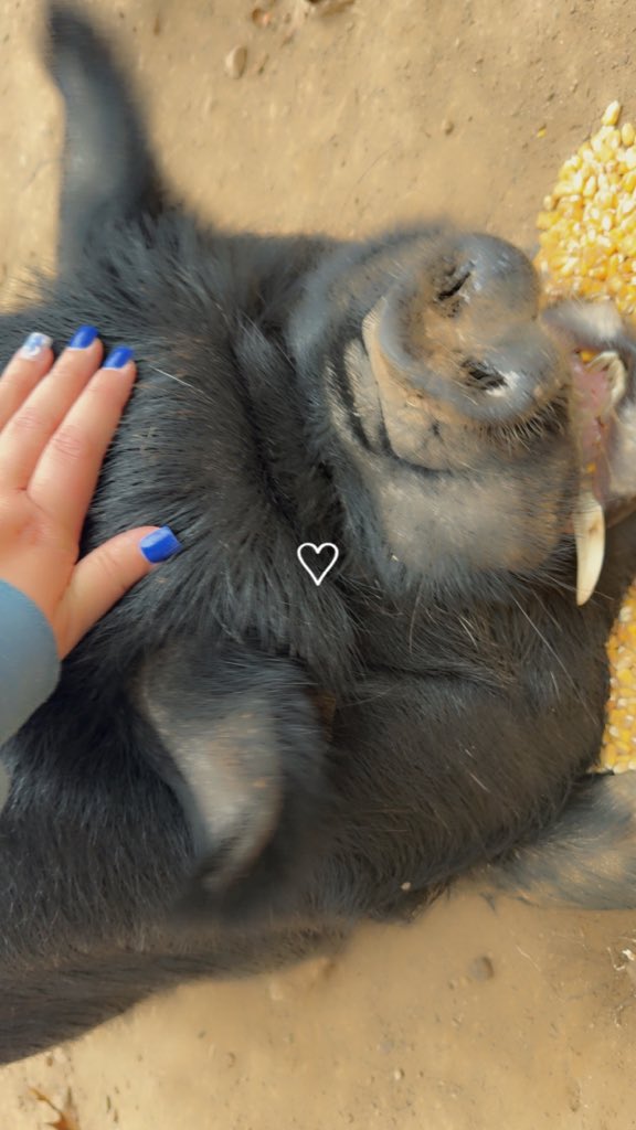 awshuck5's tweet photo. The only pig that will ever really be loved by me 🖤 my sweet boy. 

Findom femdomme sub whalesub cashcow cashslave slave sock sole foot feet worship humanatm https://t.co/0iNWXU01q8