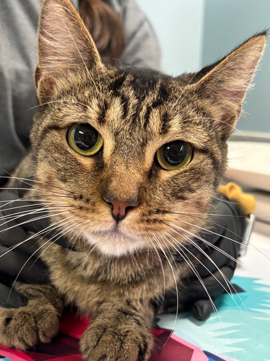 sahumane's tweet image. This beauty is named Xander, 2-yrs old, and he can&apos;t wait to meet you 😃! Come visit him at the SAHS. 🐈