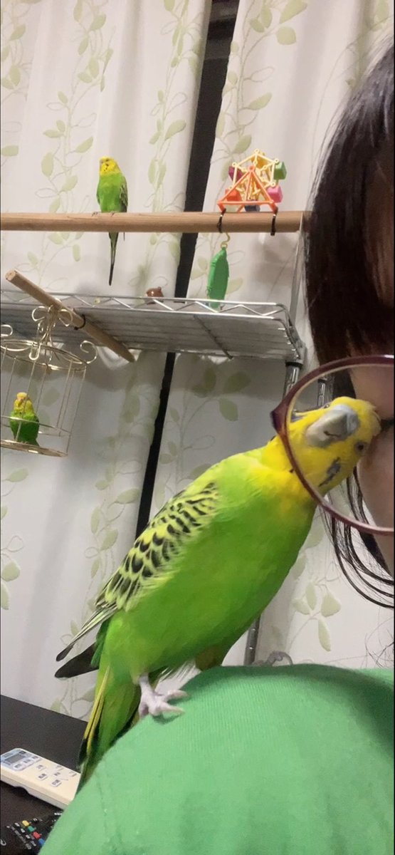 セキセイインコ
