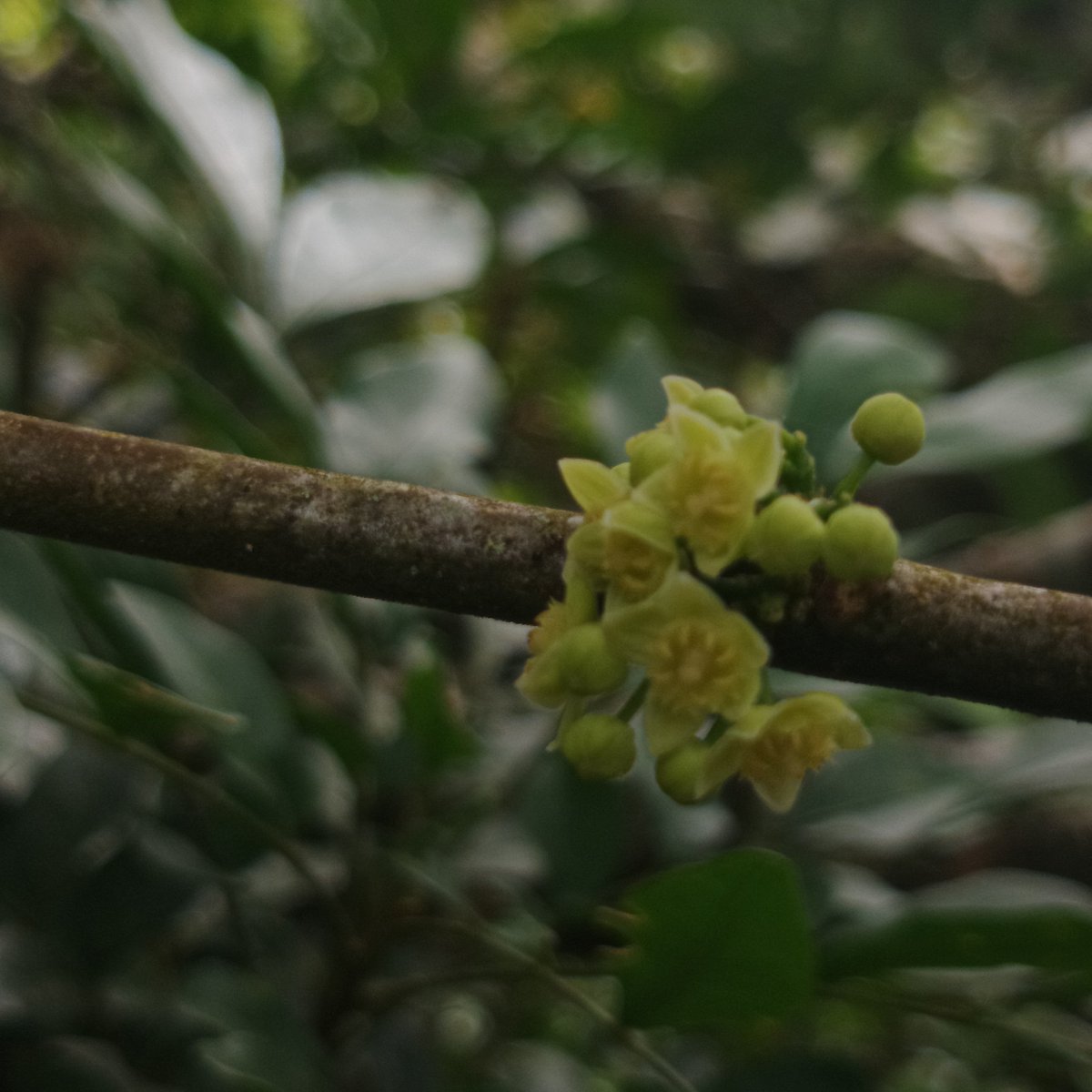 LocaxV2's tweet photo. They produce very pretty flowers, but they bring me joy. 
#photo #photographer #moss #nature #NaturePhotography #photooftheday https://t.co/JS25bPkiyH