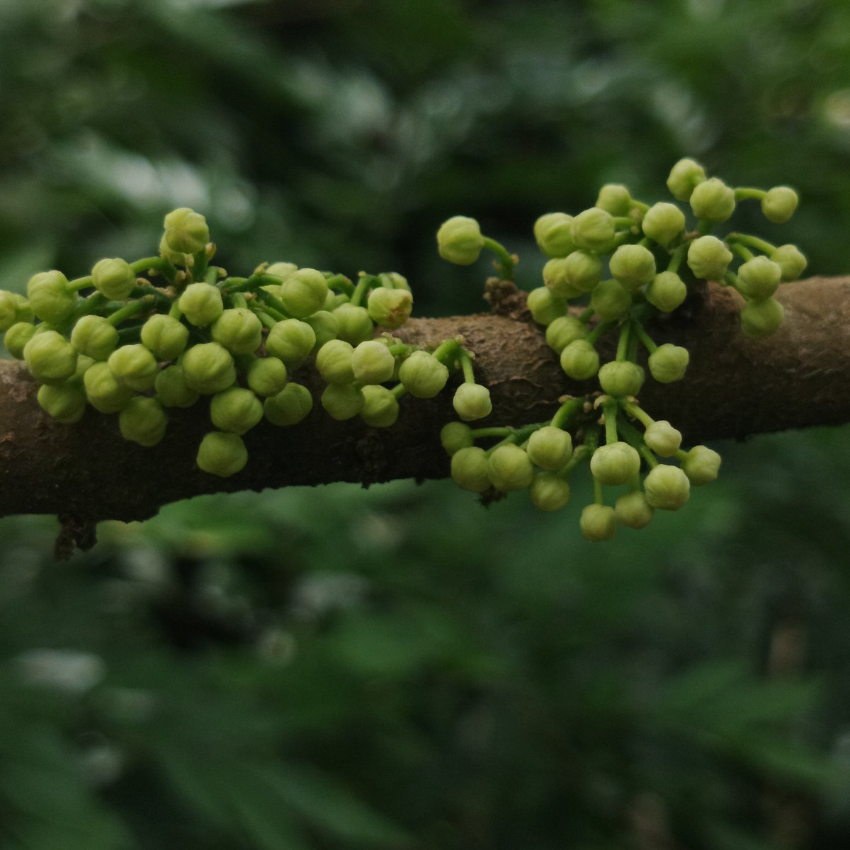 LocaxV2's tweet photo. They produce very pretty flowers, but they bring me joy. 
#photo #photographer #moss #nature #NaturePhotography #photooftheday https://t.co/JS25bPkiyH