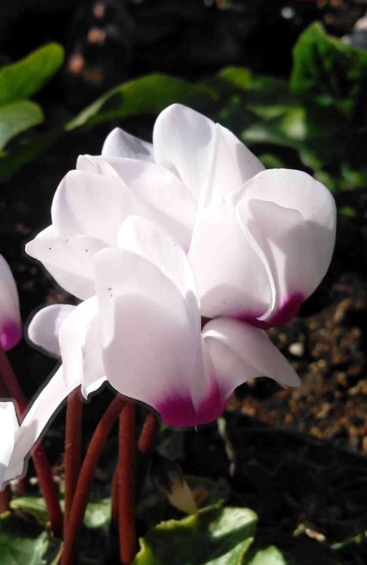 ⭐️ haijiです ハイジ (@haiji1010) / Posts / X