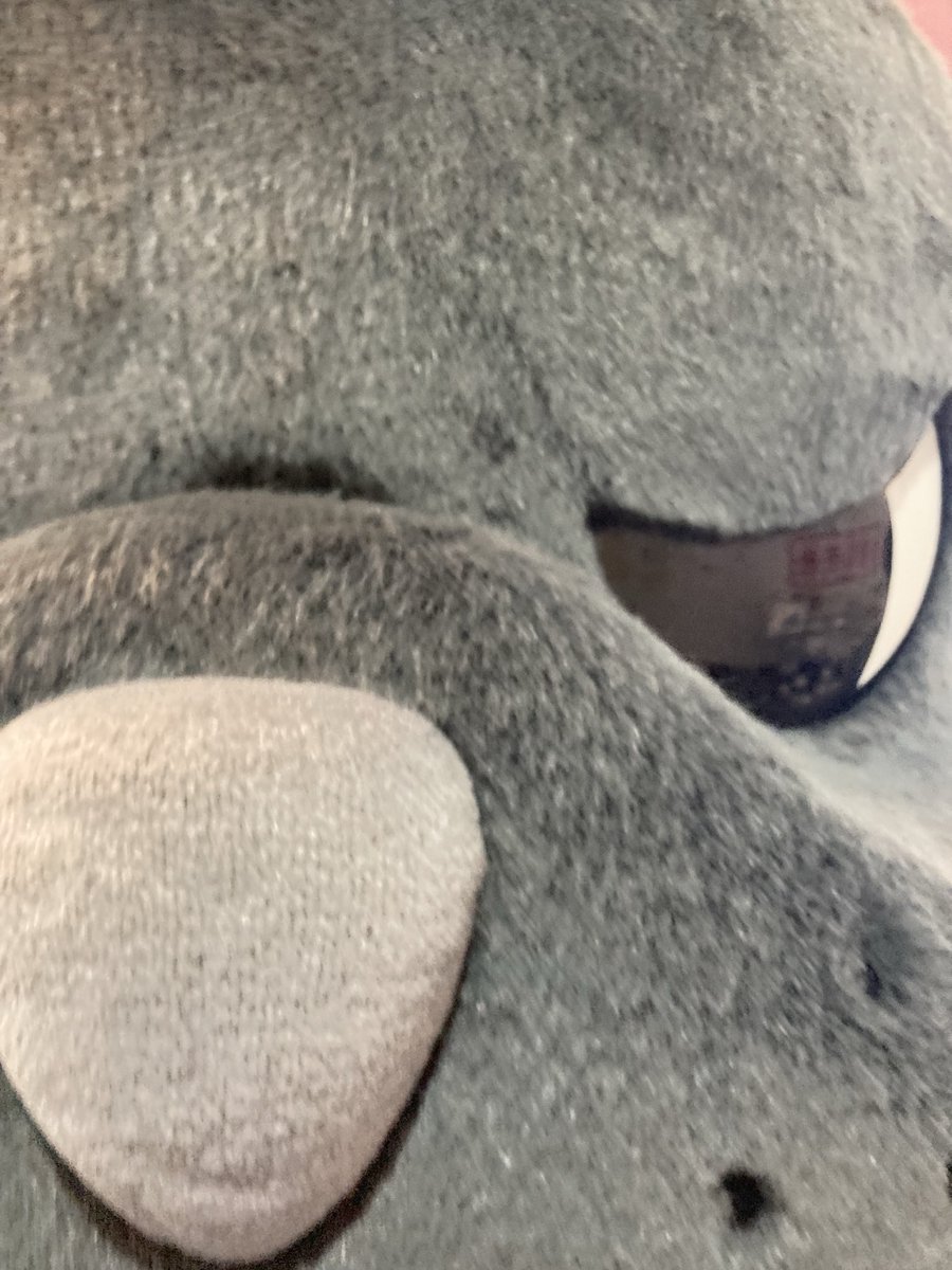 Yuuu862534's tweet image. おはようございます！
週の真ん中、水曜日。
今日は結構寒い朝だったと思います体調管理大変かと思いますが頑張っていきましょー🐶ᩚ🐶ᩚ

#バルたん
#きょうのわんこ
#アップでも可愛い
#やっぱりかわいい