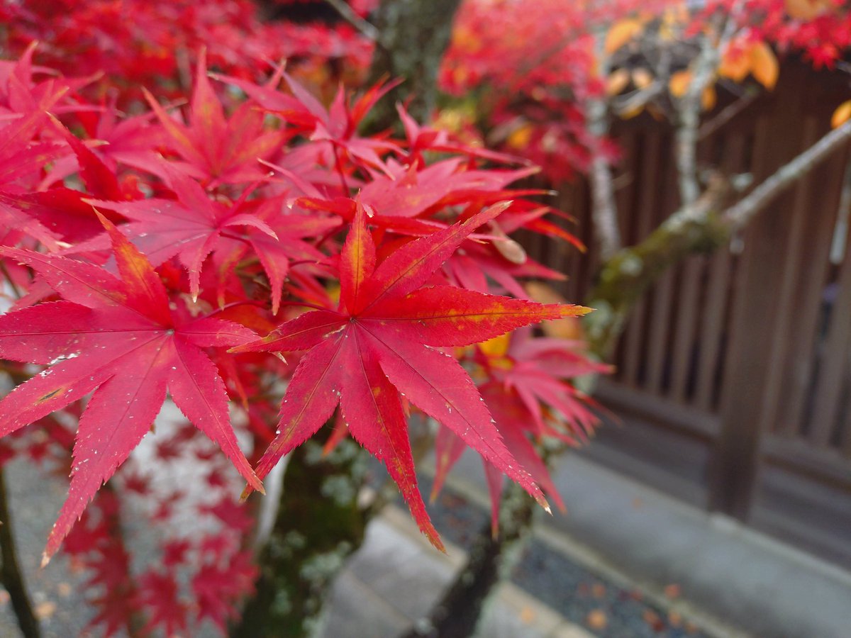 ooijinja's tweet photo. 11月19日朝の境内・参道です。
徐々に色付いてきました。
#亀岡市 #大井神社 #鯉明神 https://t.co/qkhGlVftI0