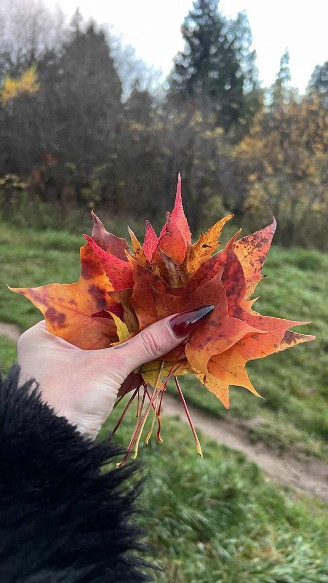 OrianaNichelle's tweet image. go outside and pick some pretty leaves 🍂