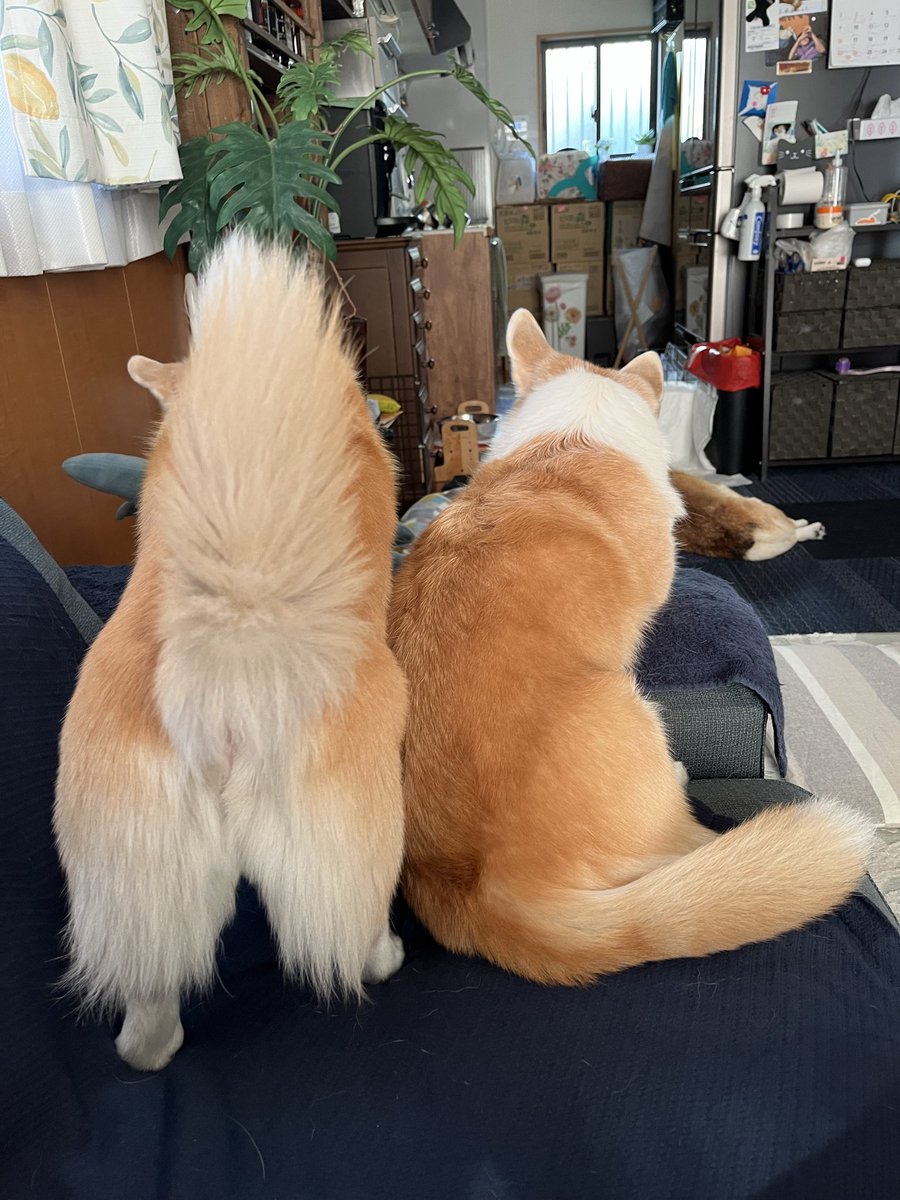 るーちゃんママ ルーちゃんママ (@tu_qwl) / Posts / X