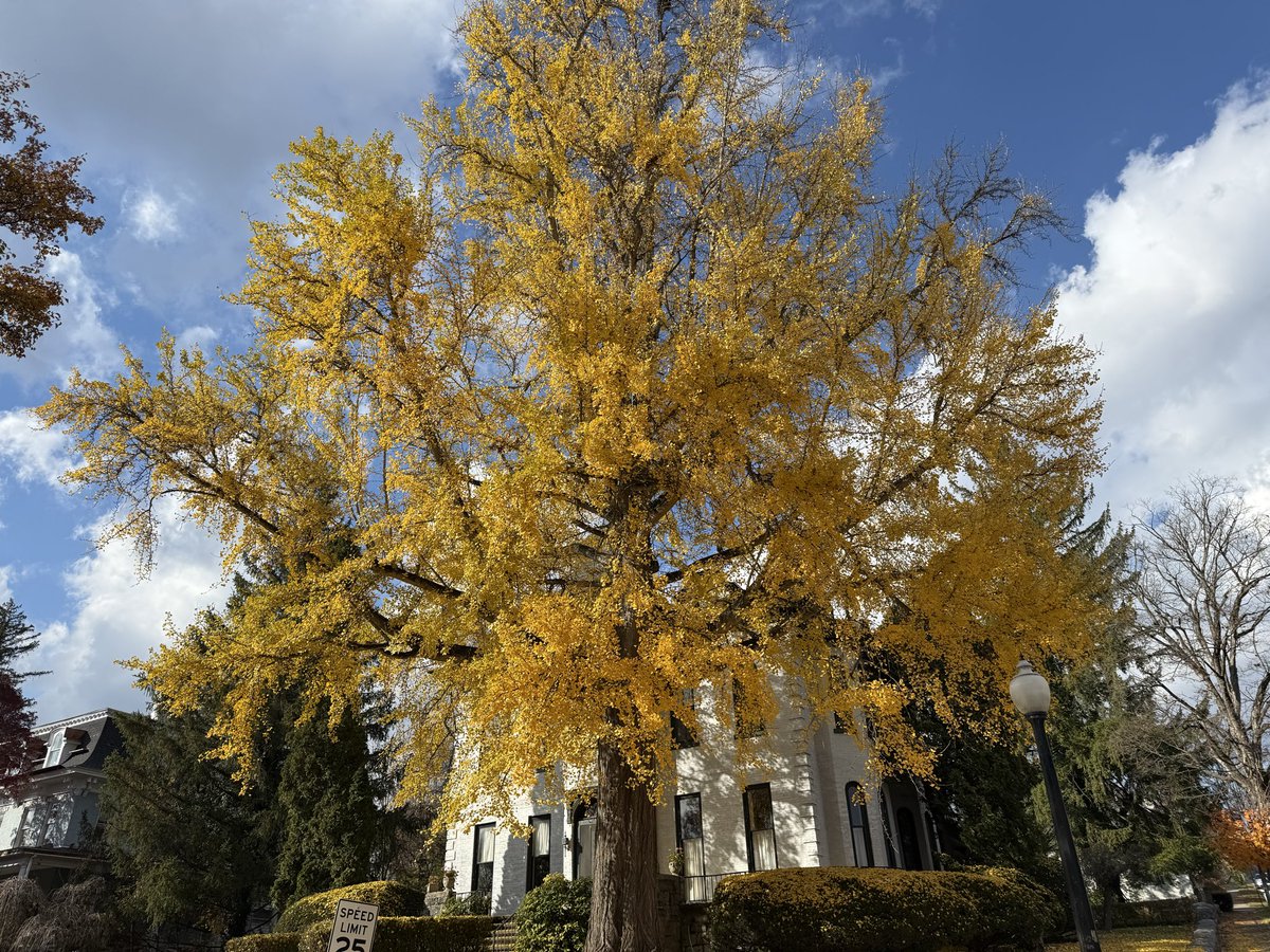 sfry2k's tweet image. Loved the way this tree looked as I was taking a stroll through my neighborhood a few days ago.