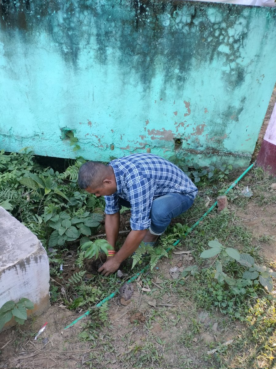 NssBorah's tweet photo. Plantation program by NSS UNIT GKB College Tamulichiga @_NSSIndia @MYBharatHQ @nss_rdguwahati @NSSCellDU https://t.co/WYxsI9fDbA