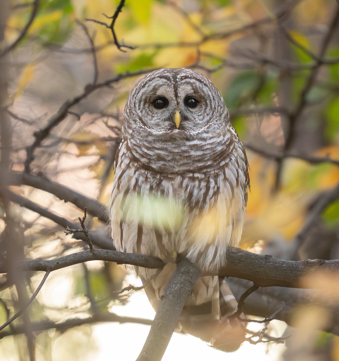jacquelineUWS's tweet image. Beautiful barred owl basking in the golden hour light last week in Central Park.💕🦉

#birding #birdcpp