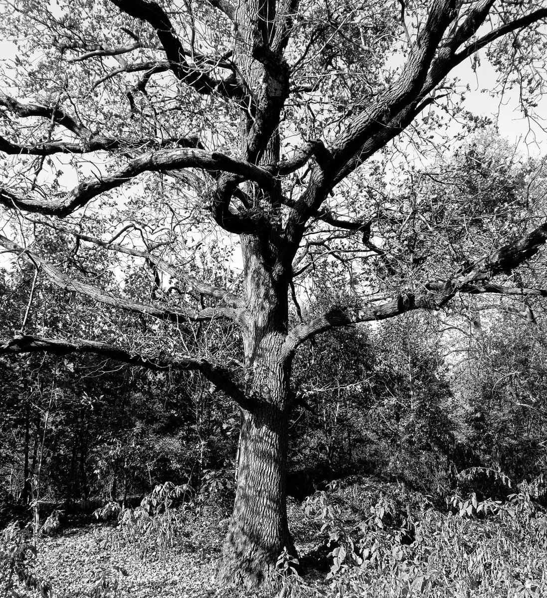 luca_bergamasco's tweet image. Those branches... #ThickTrunkTuesday #tree #TreeClub #monochrome #BW #BlackAndWhitePhotography