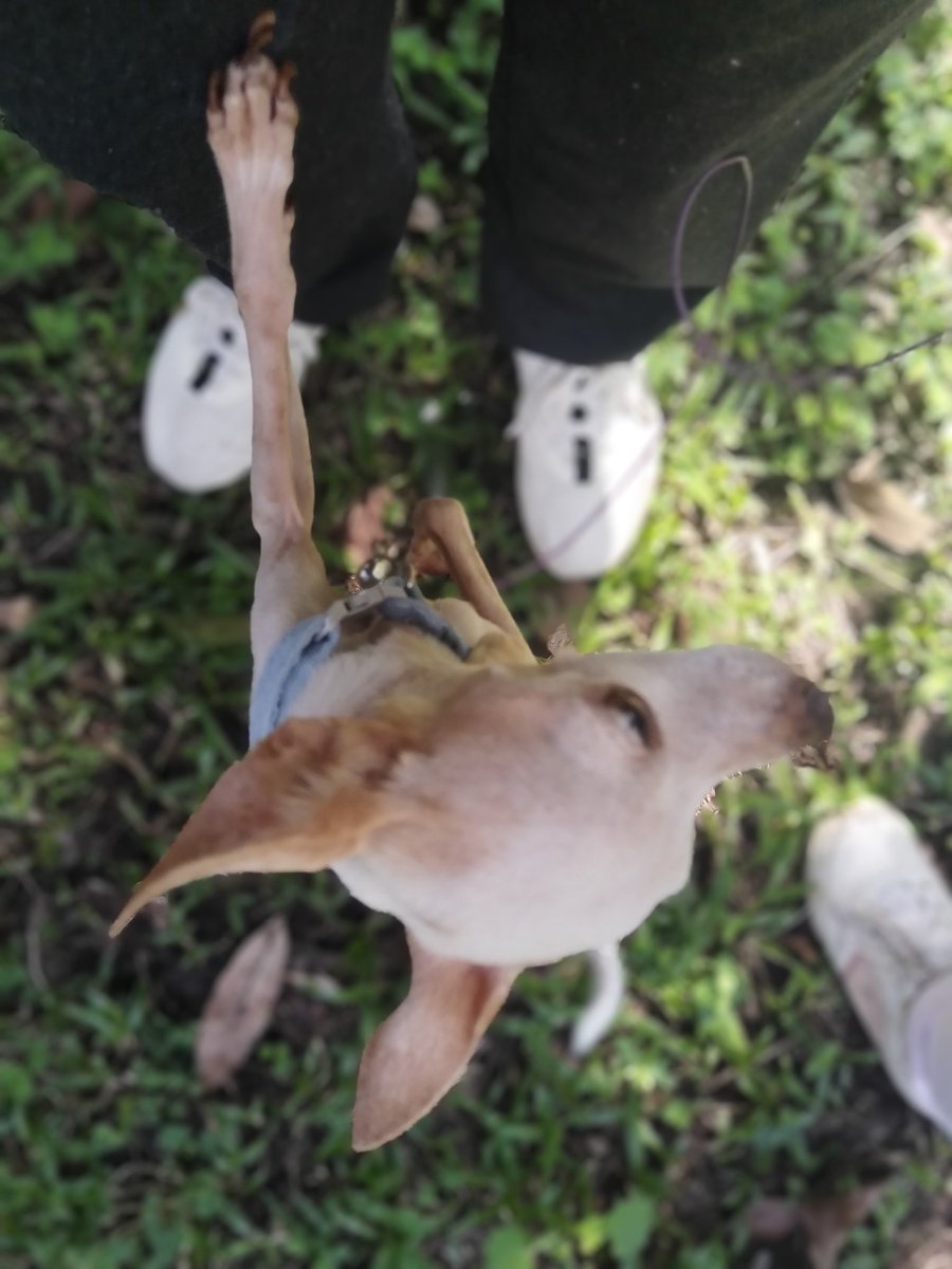 Cada que puedo le voy cortando las garras a la pequeña, porque es dramática 🐩