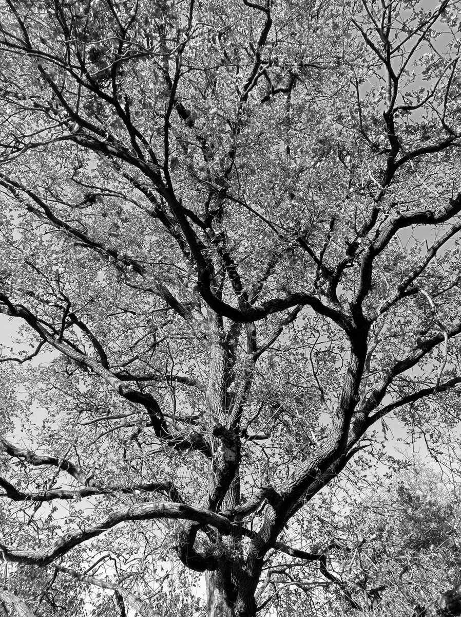 luca_bergamasco's tweet image. Same branches, another angle. #tree #TreeClub #monochrome #BW #BlackAndWhitePhotography