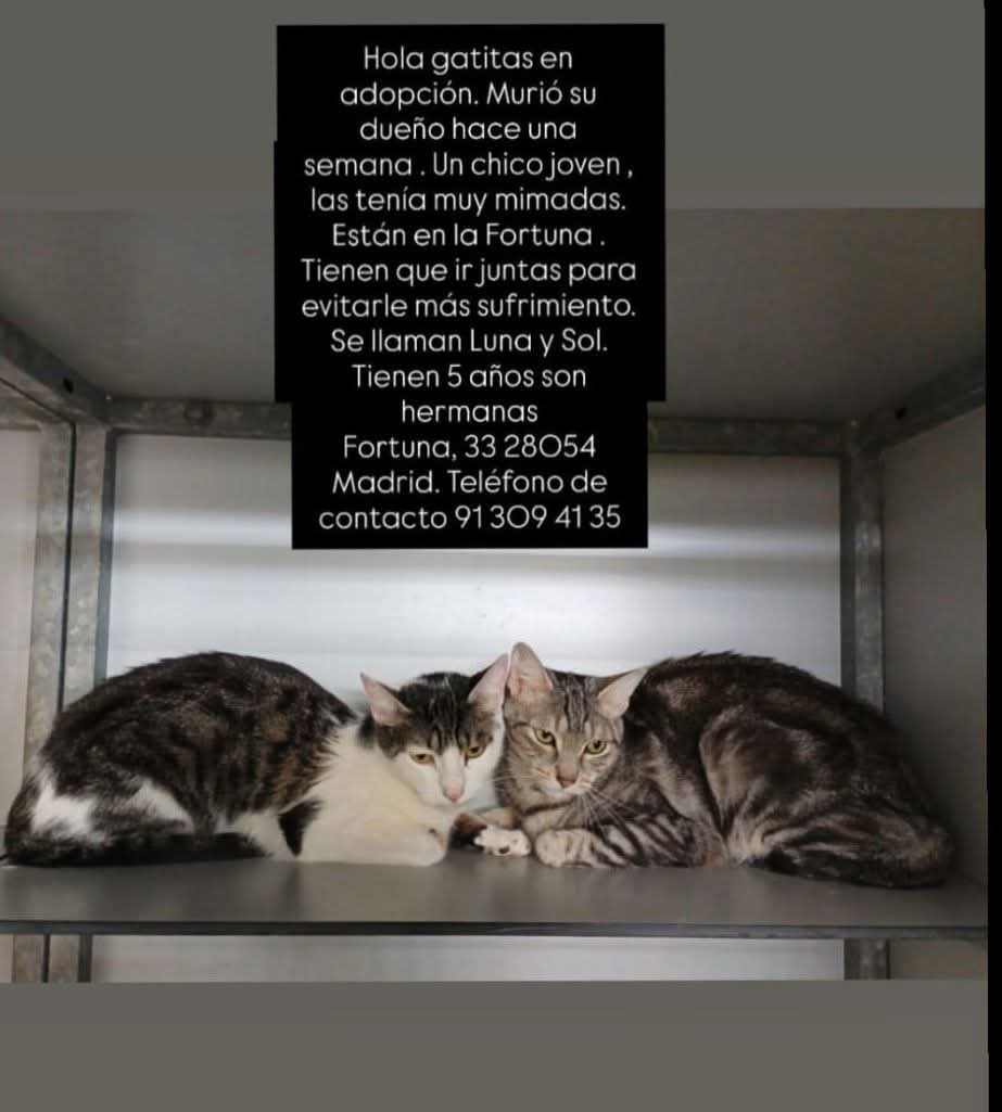 SilviaMylo's tweet image. Su humano era joven pero ha muerto, las han llevado a la perrera 💔 😢 😞
Podemos imaginar el miedo y el sufrimiento de estas dos pobres criaturas? 😢

Copio :

🚨🚨SU PAPÁ HUMANO HA FALLECIDO (ERA UN CHICO JOVEN QUE LAS TENIA MUY MIMADAS). AHORA ESTÁN SUFRIENDO MUCHO PORQUE YA…